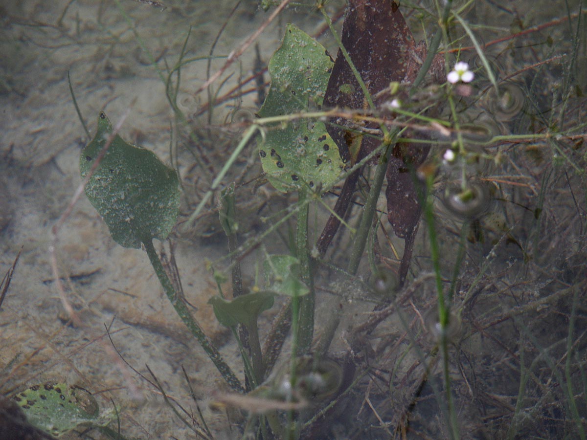 Alisma plantago-aquatica